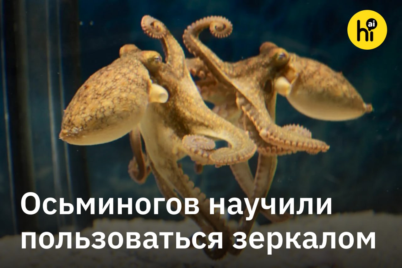 Осьминог смотрит в зеркало в поисках добычи