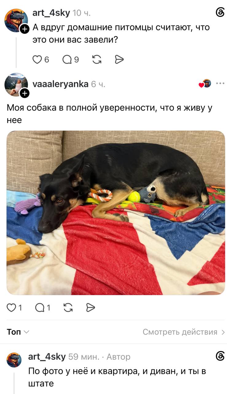 Собака нагло просит лакомство у хозяина