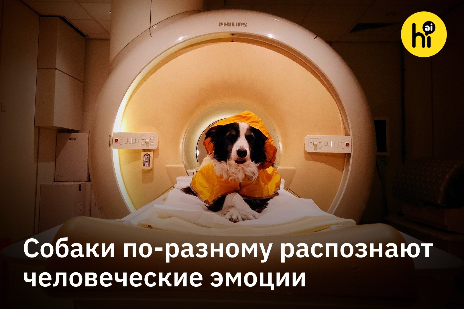 Собака в МРТ-сканере во время исследования эмоций