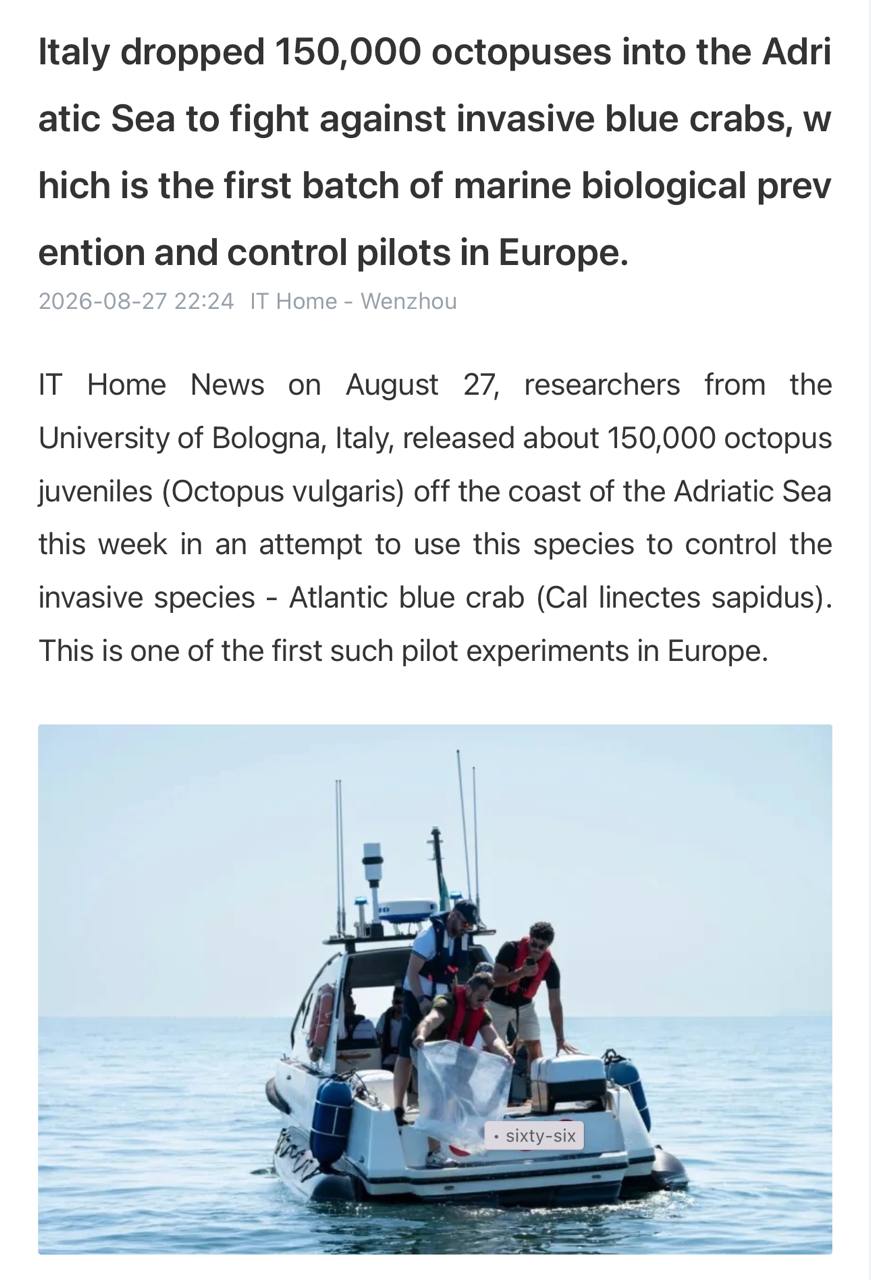 Осьминог на дне моря охотится на краба