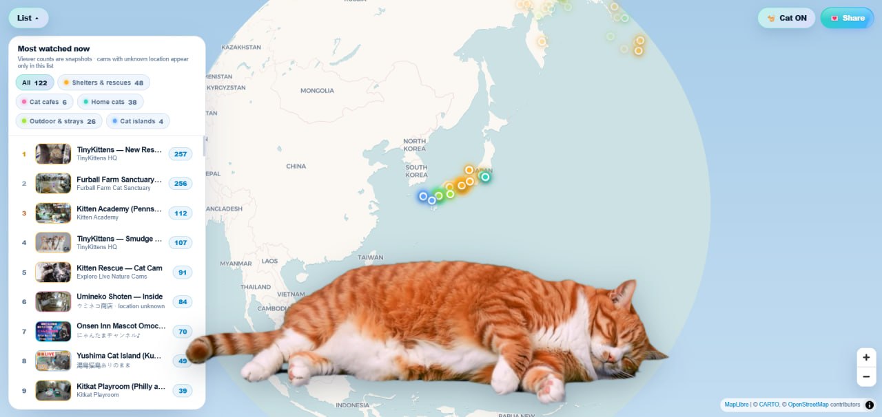 Котики играют перед веб-камерой в приюте