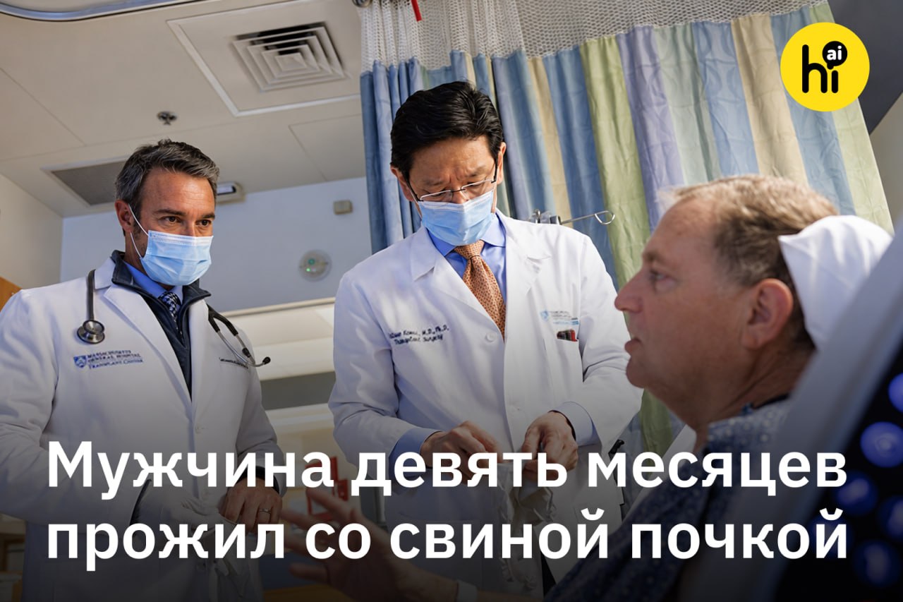 Хирург держит генетически модифицированную свиную почку в операционной