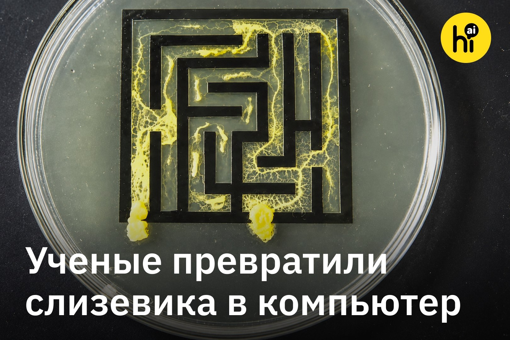 Слизевик решает задачу коммивояжера в лаборатории