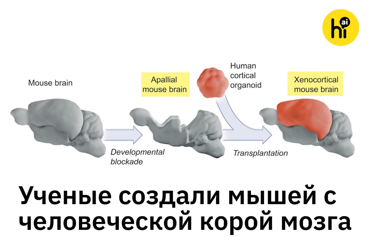 Ученый держит мышь с человеческими нейронами в лаборатории