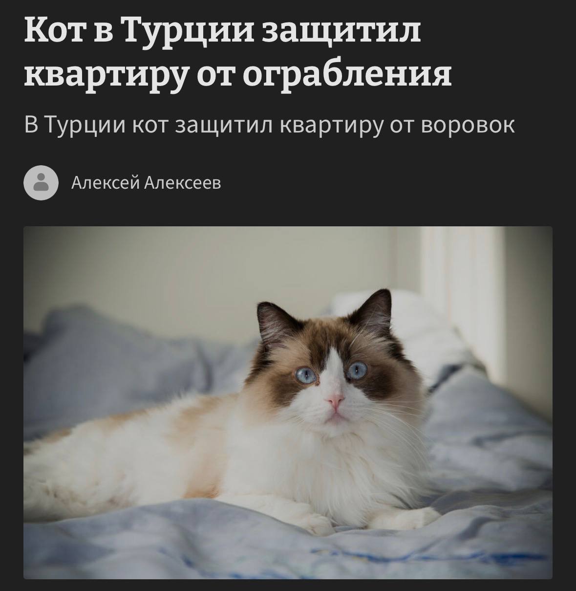 Турецкий кот Мучизе защищает дом от грабителей